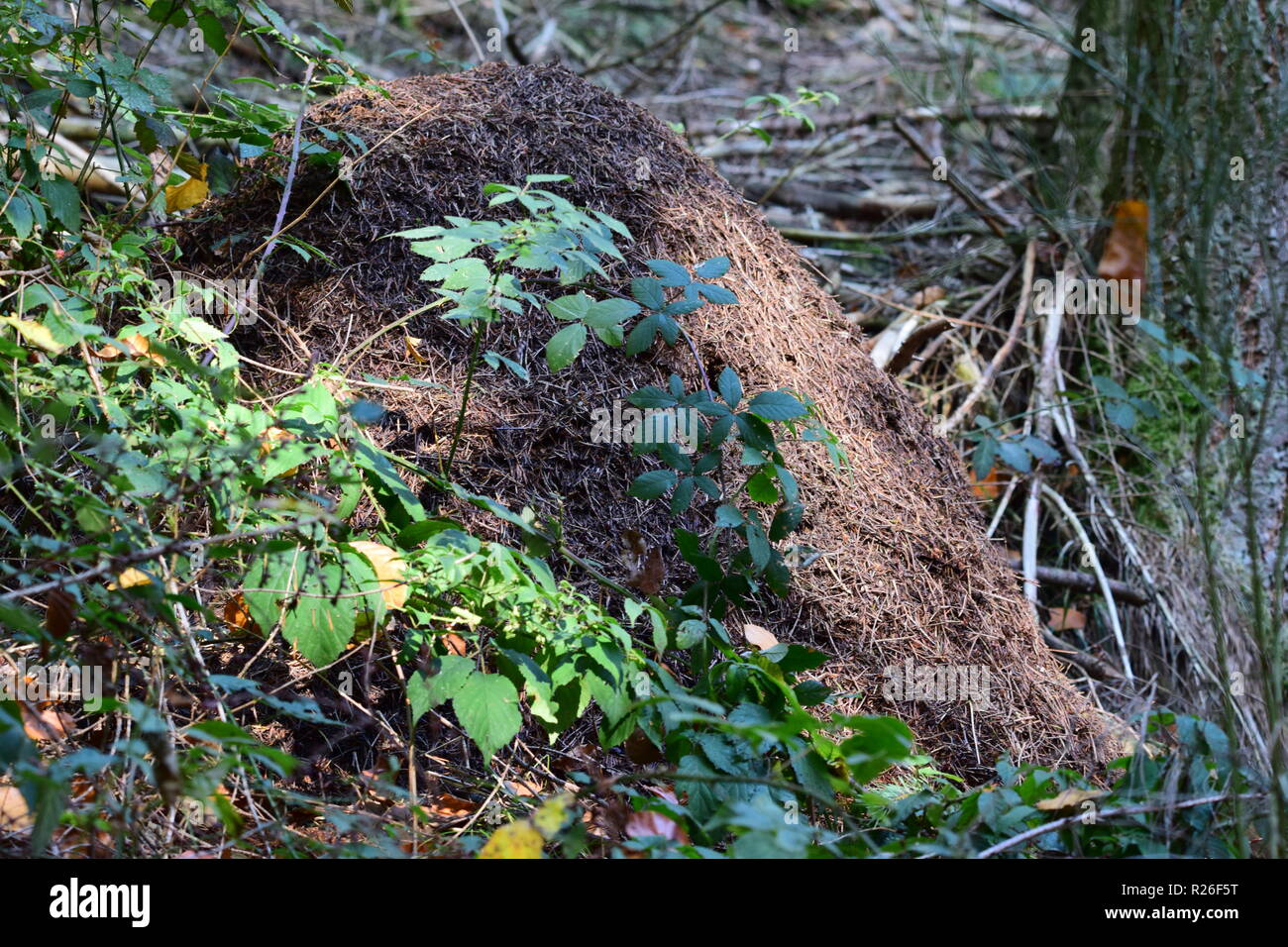 Fliegende Ameisen Stockfotos & Fliegende Ameisen Bilder
