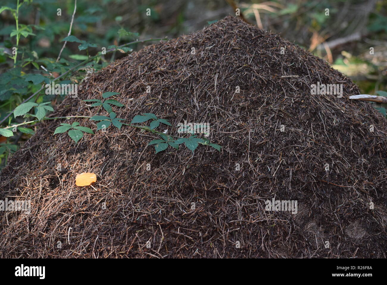 Ameisenhaufen entlang des Waldes am Straßenrand, Ameisenhaufen im Pin-tree forest, Stockfoto