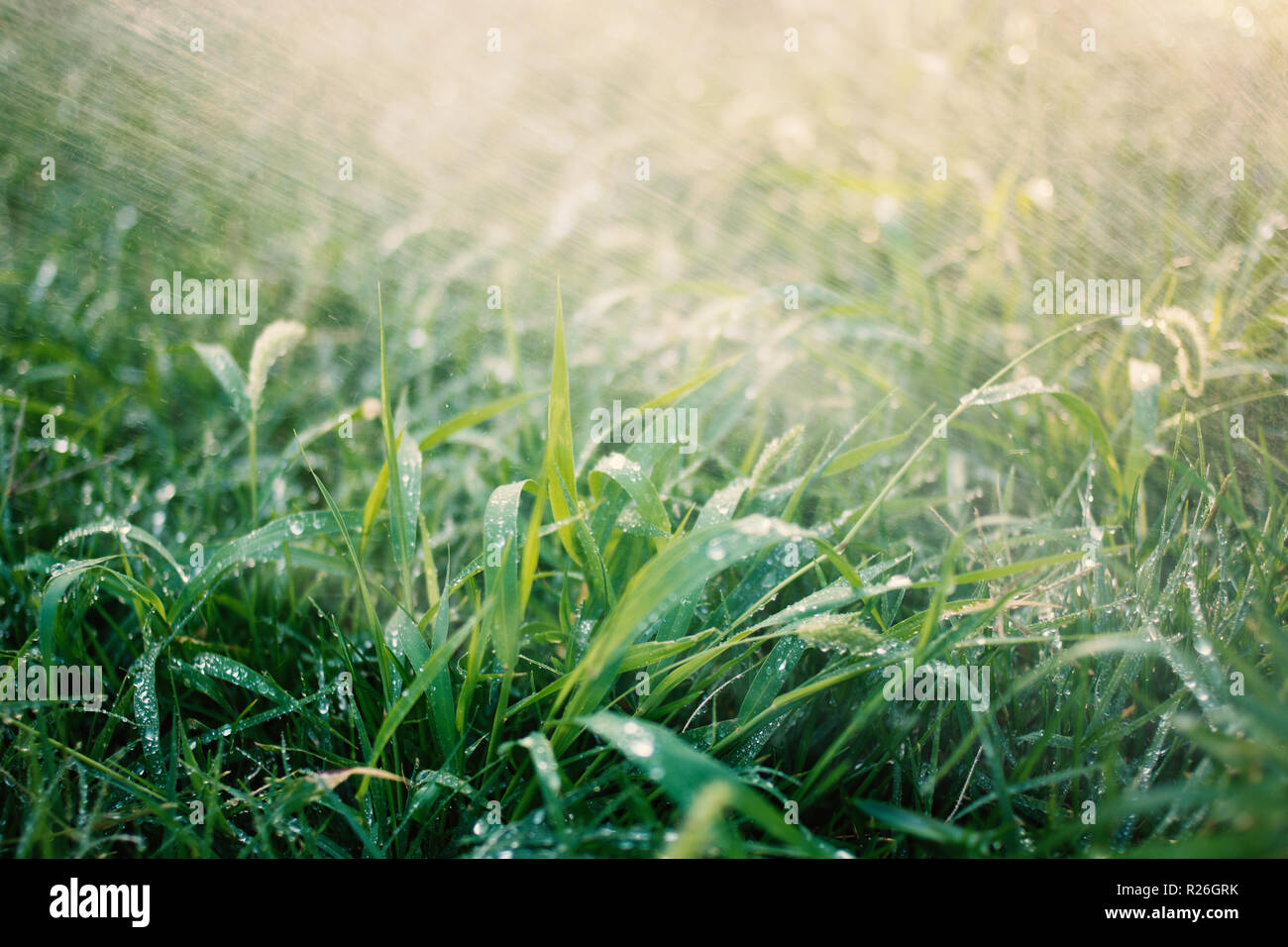 Gras mit köstlichen Tropfen. Bewässerung Rasen oder Regenschauer Regen. Verschwommene grüne Gras Hintergrund mit Wassertropfen in der Nahaufnahme. Umwelt Konzept selektiven Fokus Schuß Stockfoto