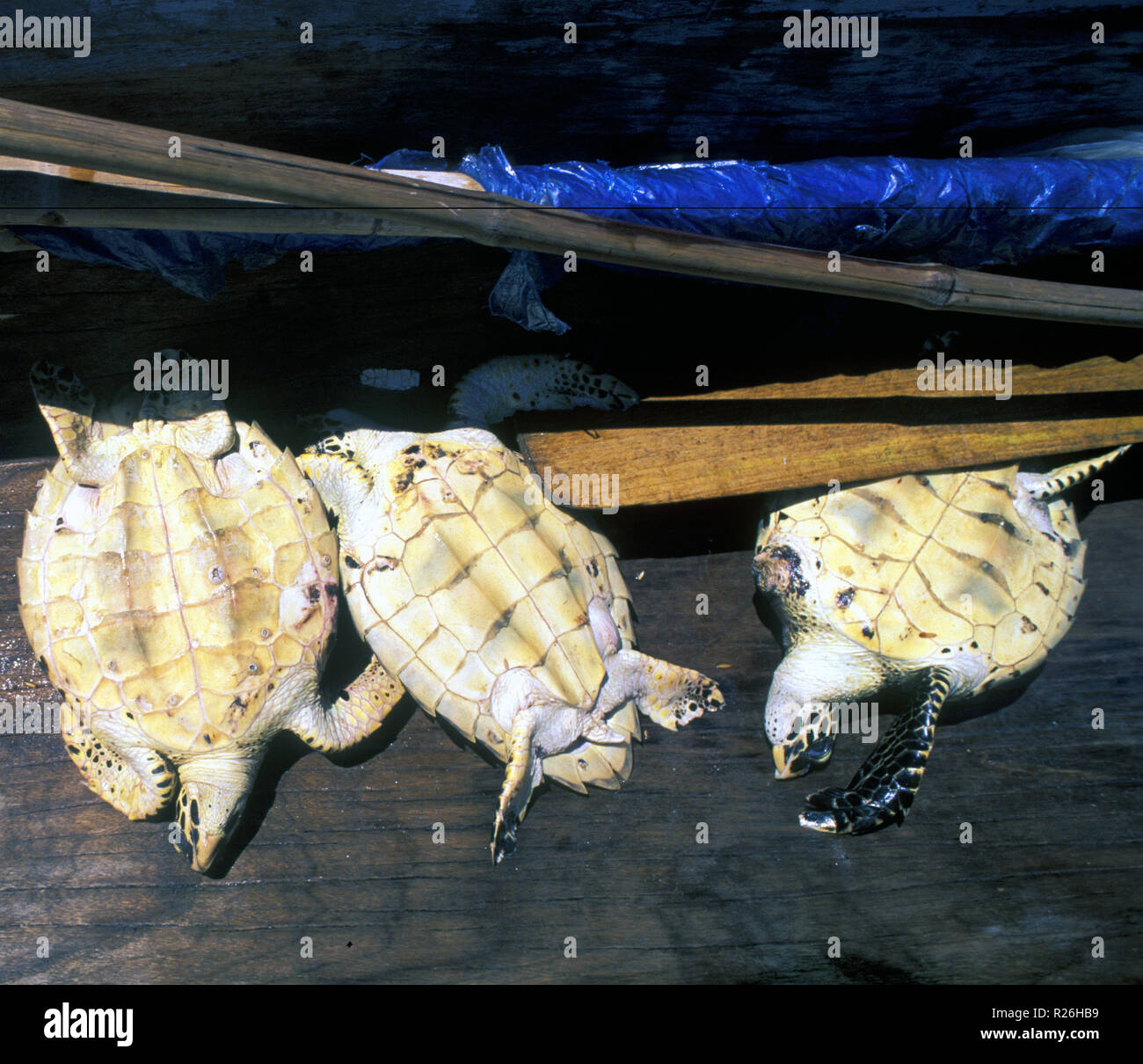 Drei jugendliche Karettschildkröten im unteren Teil von einem lokalen Fischer Kanu kämpfen, Wakatobi National Marine Park, Sulawesi, Indonesien Stockfoto