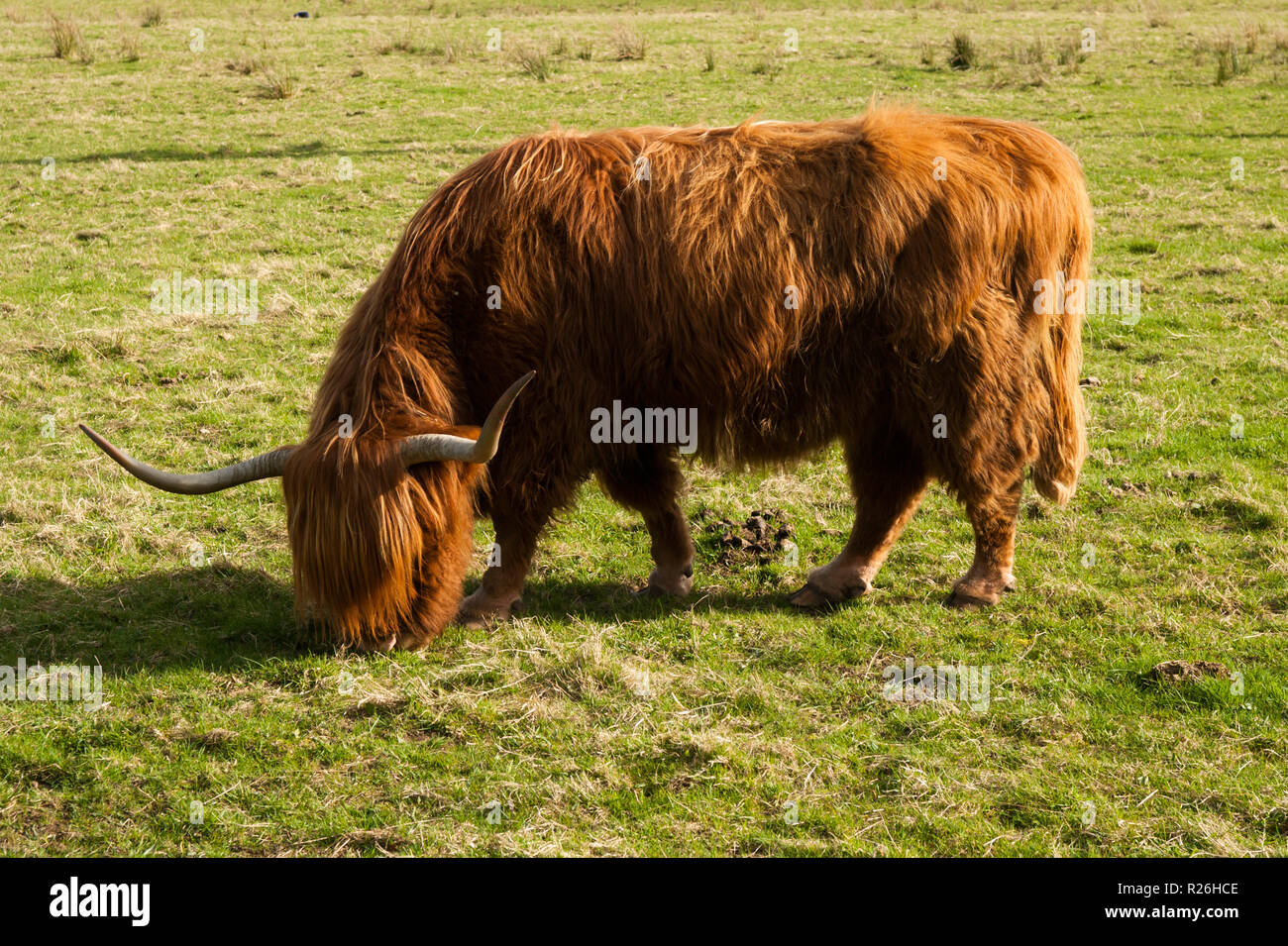 Highland Rinder haben lange Hörner und Lange wellige Mäntel Stockfoto