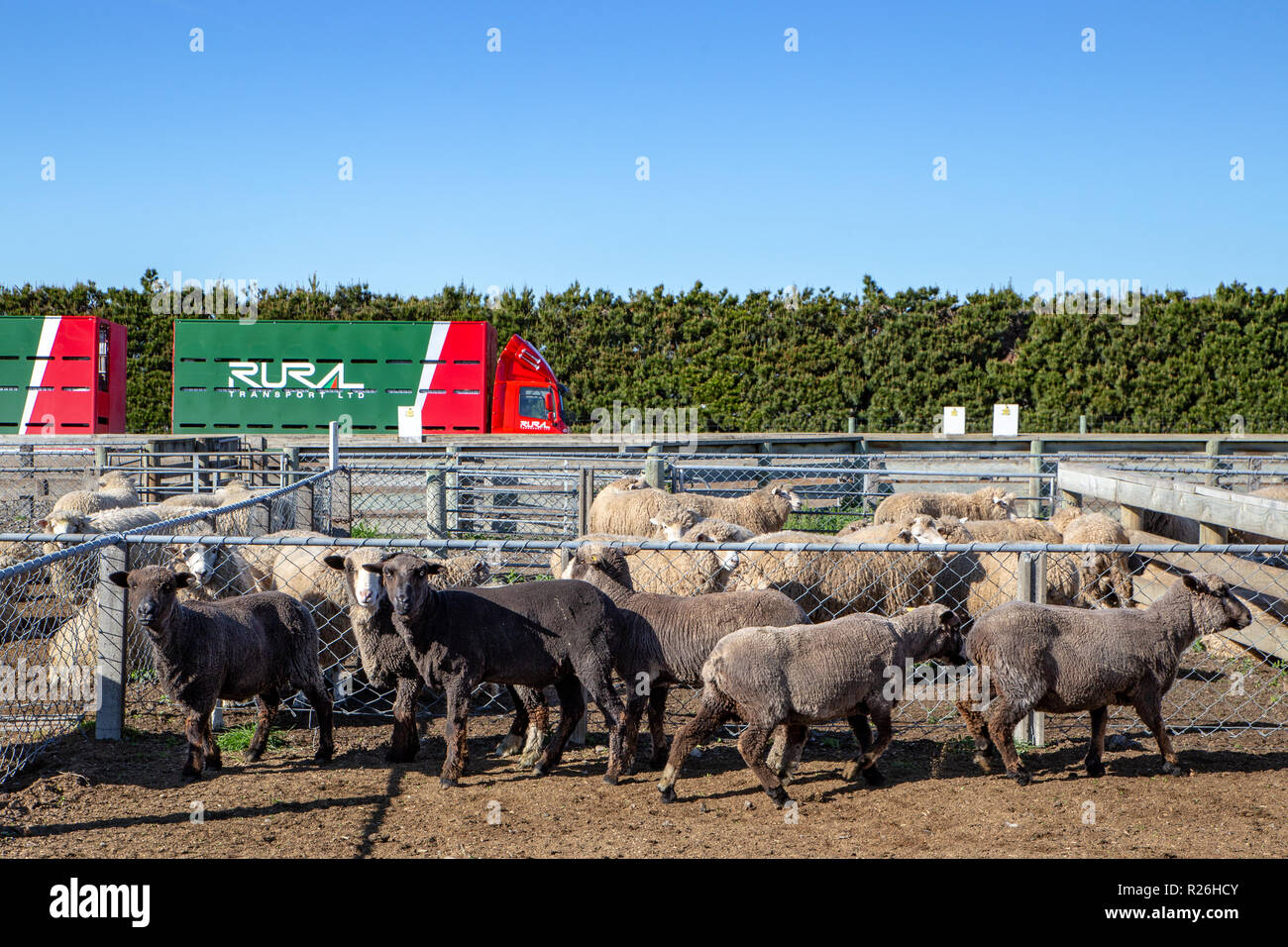 Schwarze Schafe in einem Stift an einer Schafe in Neuseeland zu Versteigernden warten Stockfoto