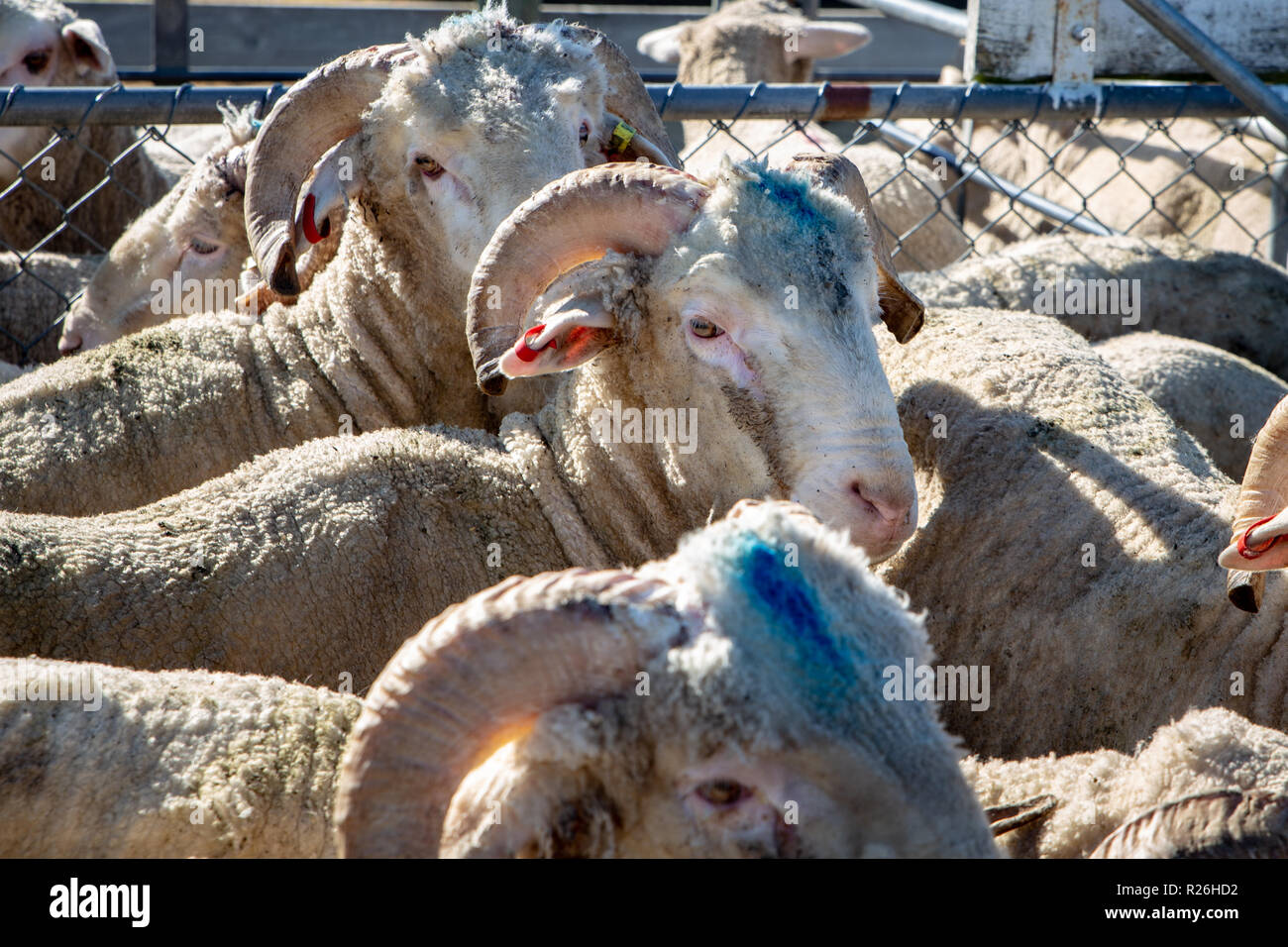 Junge gehörnte Merino Schafe in Stifte an der Schafe Verkauf in Coalgate, Neuseeland zu Versteigernden warten Stockfoto