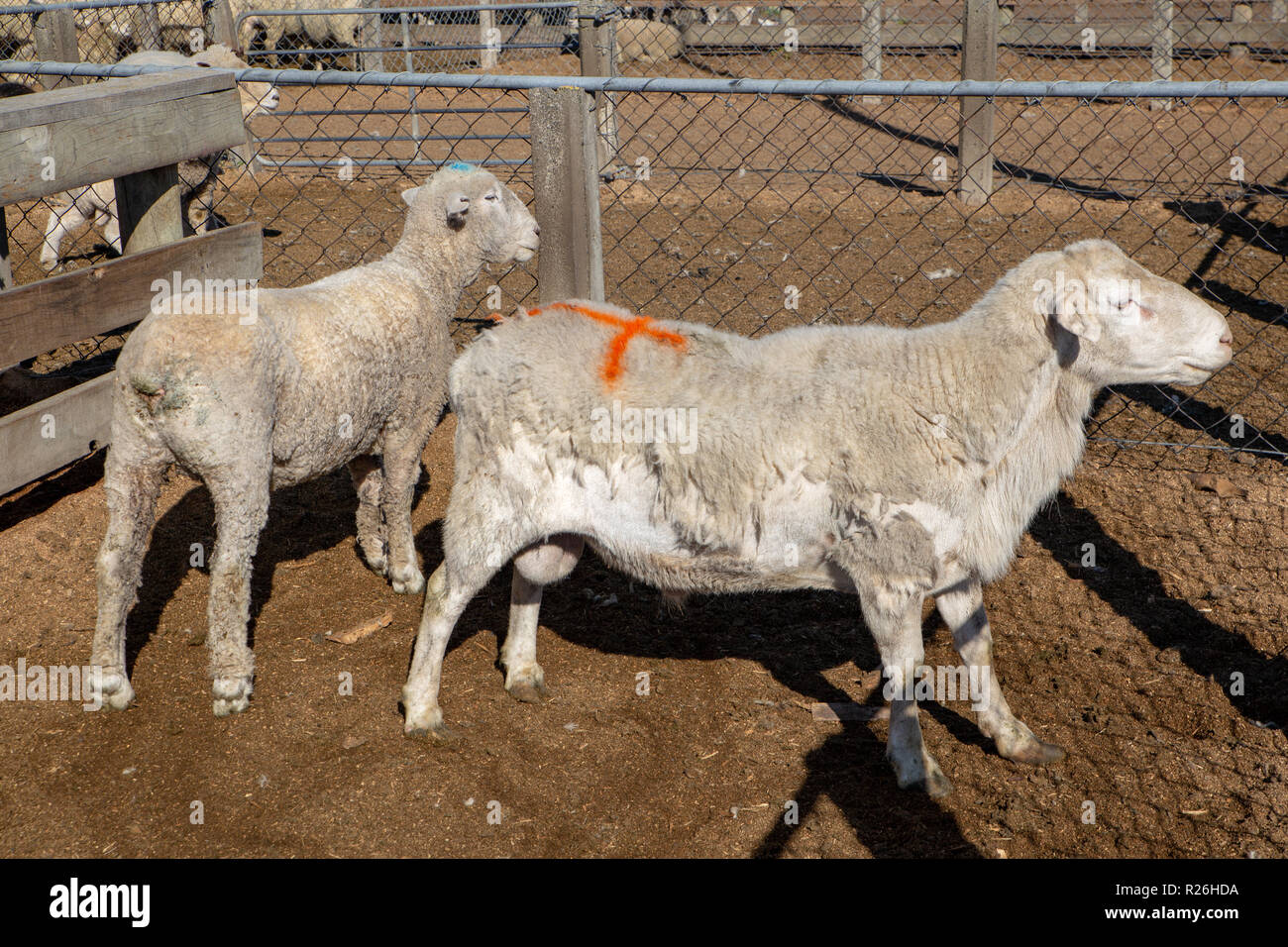 Rams in einem die Feder an der Schafe verkauf Yards in Coalgate, Neuseeland Stockfoto