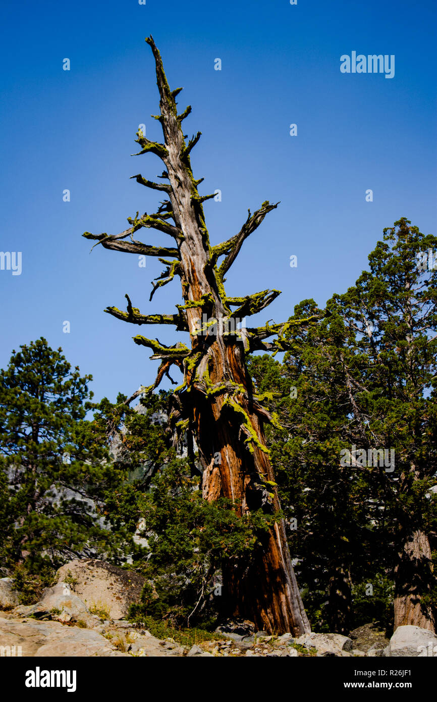 Das ist ein Bild von einer schrägen Baum mit einigen grünen wachsen auf in den Tag und Zeit in der Natur Stockfoto