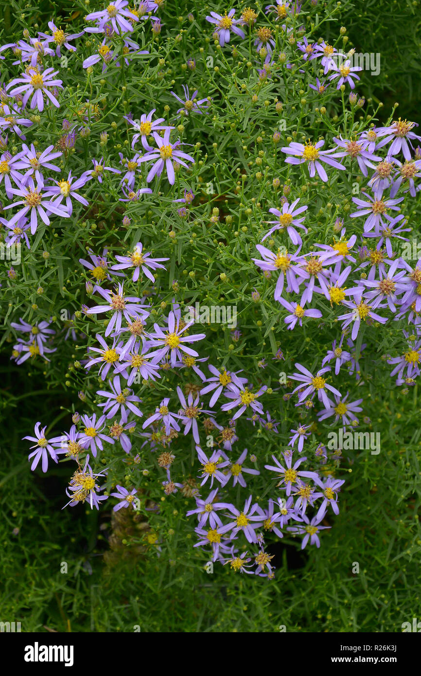 Nahaufnahme einer Blüte Grenze mit blühenden Aster Galatella nanus sedifolia Stockfoto
