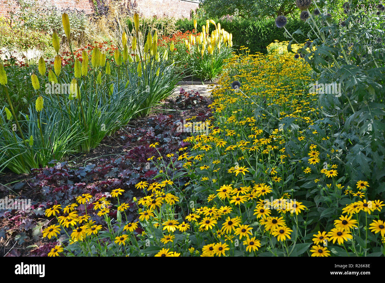 Bunte Blume Grenze mit Kniphofia und Rudbeckia in einem Land, Garten Stockfoto