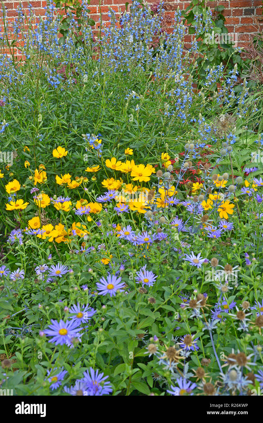 Nahaufnahme einer Blüte Grenze mit blühenden Astern qnd Coreopsis in einem ummauerten Garten Stockfoto