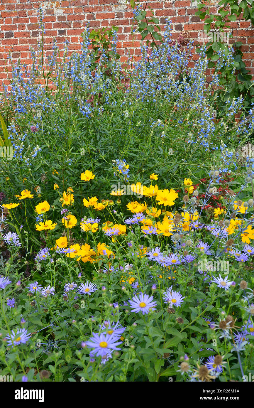 Nahaufnahme einer Blüte Grenze mit blühenden Astern qnd Coreopsis in einem ummauerten Garten Stockfoto
