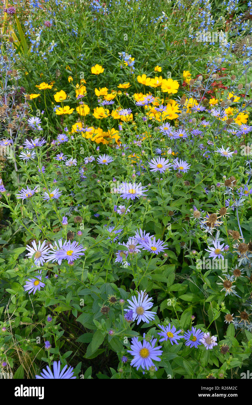 Nahaufnahme einer Blüte Grenze mit blühenden Astern qnd Coreopsis in einem ummauerten Garten Stockfoto
