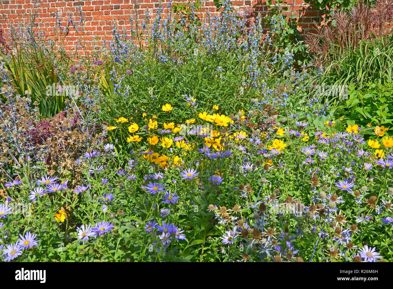 Nahaufnahme einer Blüte Grenze mit blühenden Astern qnd Coreopsis in einem ummauerten Garten Stockfoto