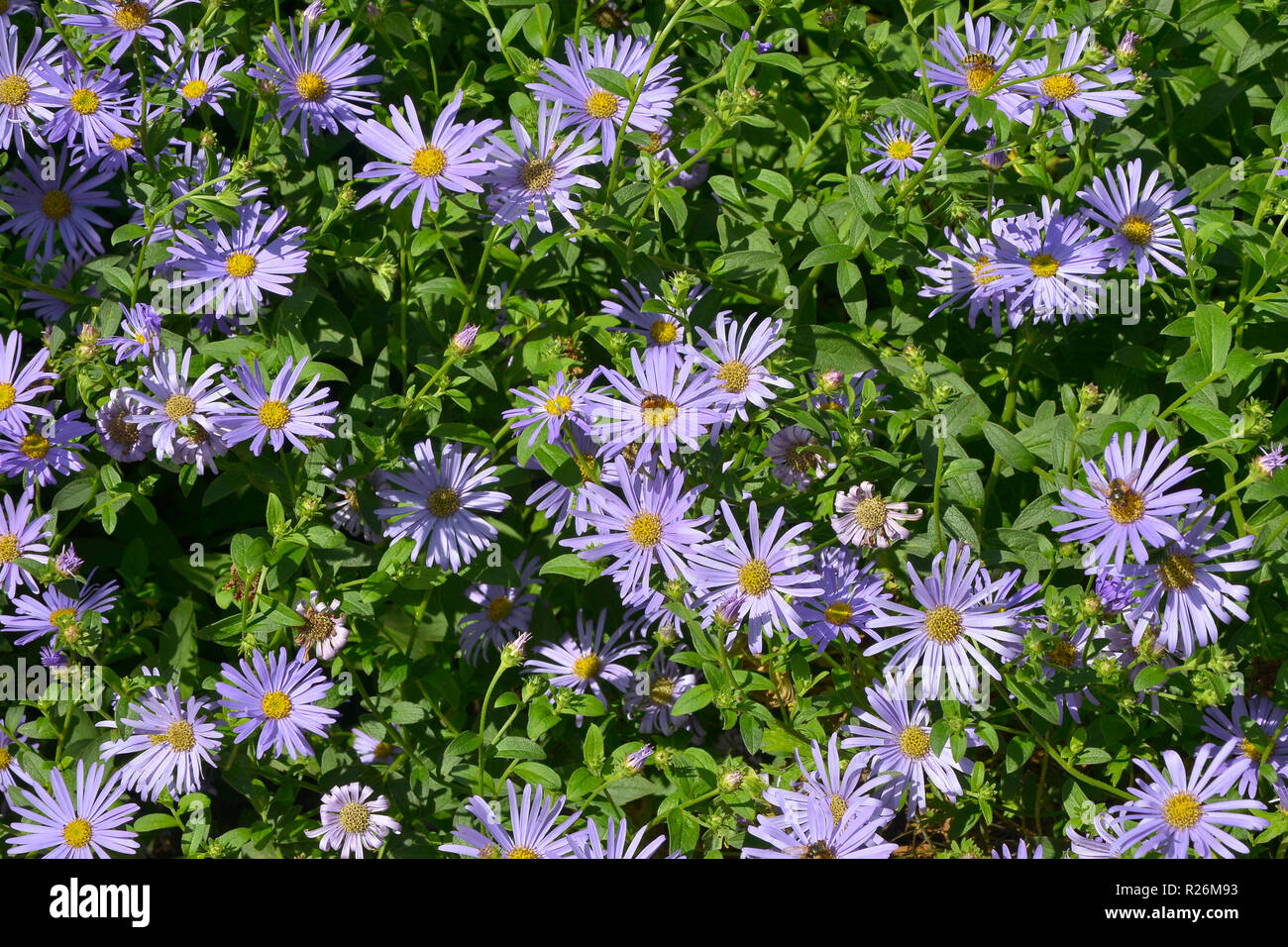 Nahaufnahme einer Blüte Grenze mit blühenden Aster amellus Stockfoto