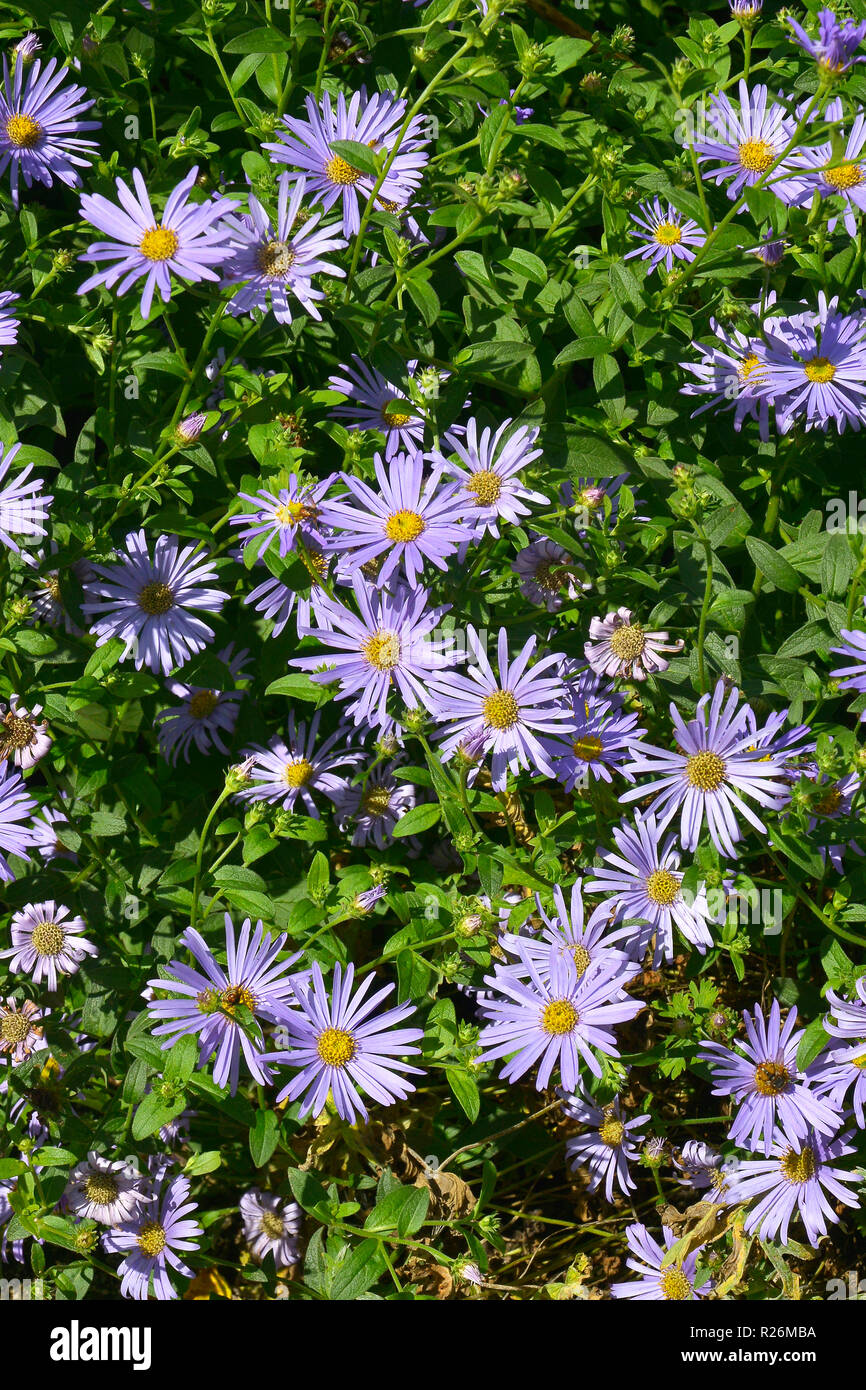 Nahaufnahme einer Blüte Grenze mit blühenden Aster amellus Stockfoto