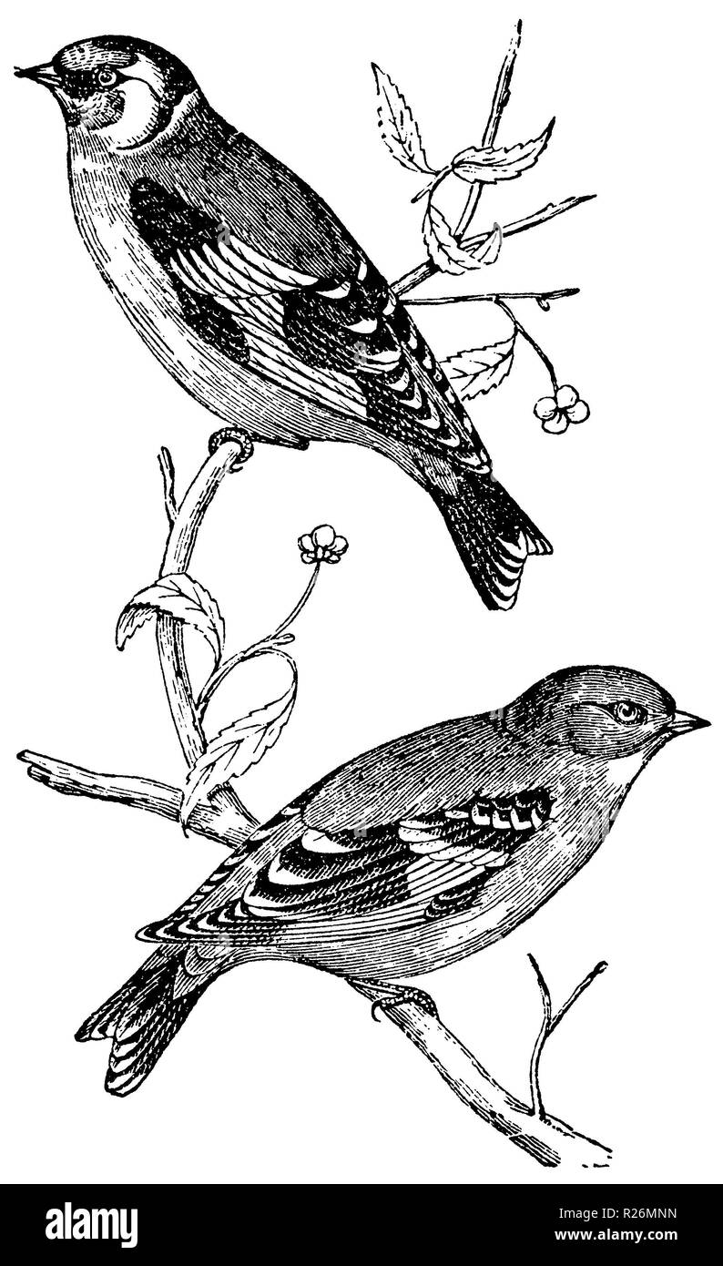 Europäische stieglitz oder distelfink <Carduelis carduelis >, anonym 1877 Stockfoto