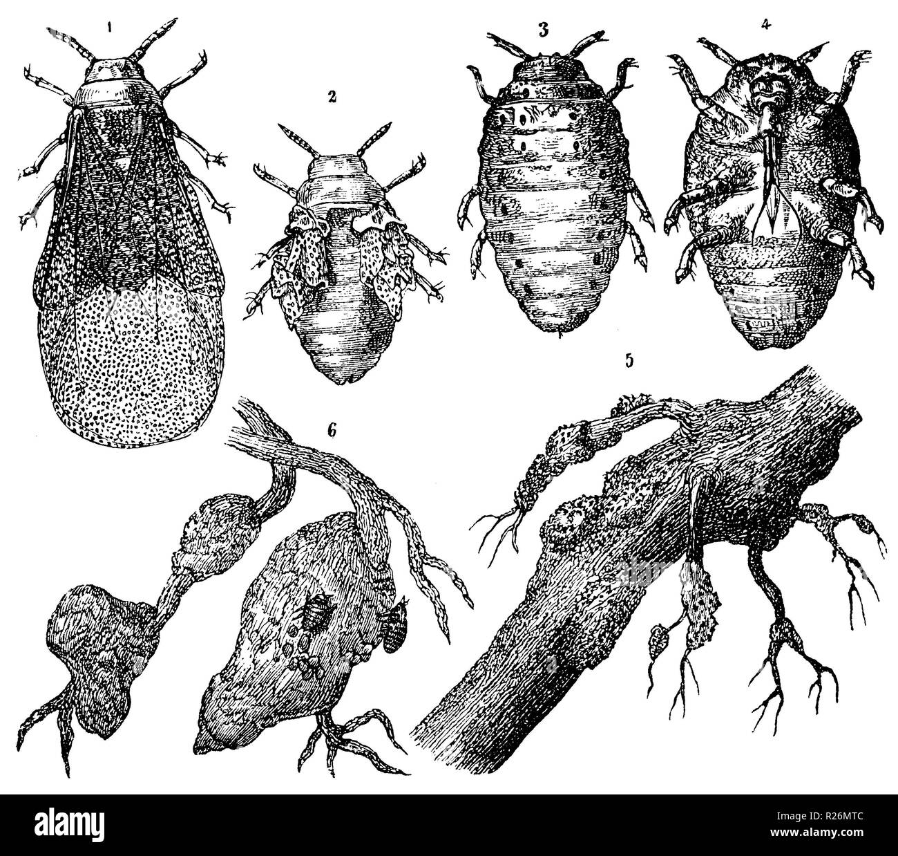 Die Reblaus Viteus Vitifoliae 1 Winged Erwachsenes Weibchen 2 Die Geflugelte Junge Weibliche 3 Flugellos Erwachsenes Weibchen Von Oben 4 Erwachsenen Flugellose Insekten Von Unten 5 Mit Der Reblaus 6 Verwurzelt