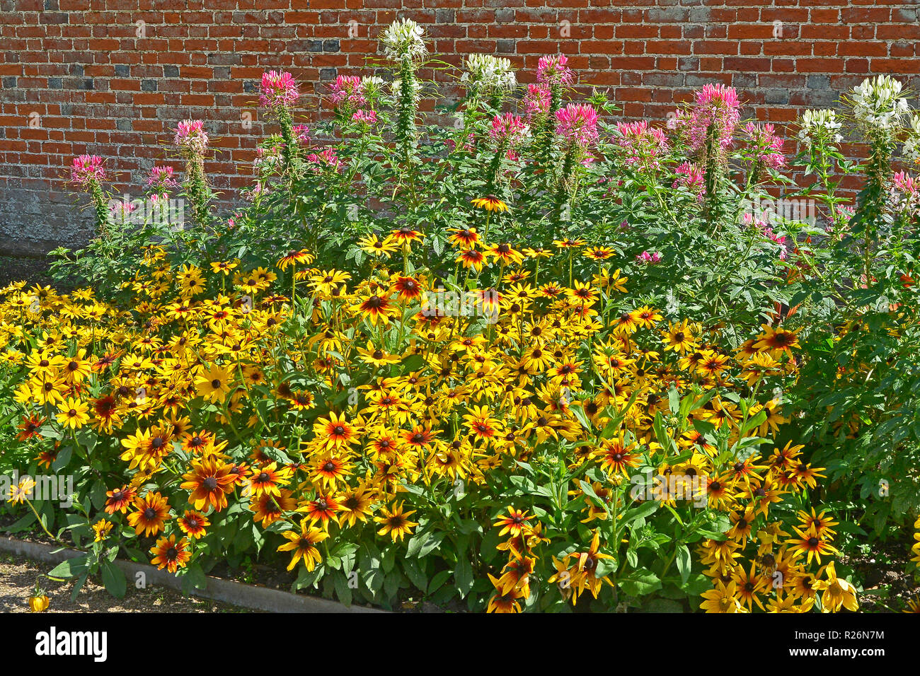 Nahaufnahme einer Blüte Grenze mit Heleniums, Cleome hassleriana Rudbeckien und in einem ummauerten Garten Stockfoto