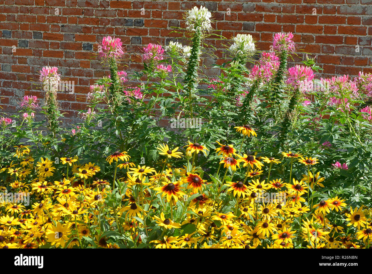 Nahaufnahme einer Blüte Grenze mit Heleniums, Cleome hassleriana Rudbeckien und in einem ummauerten Garten Stockfoto