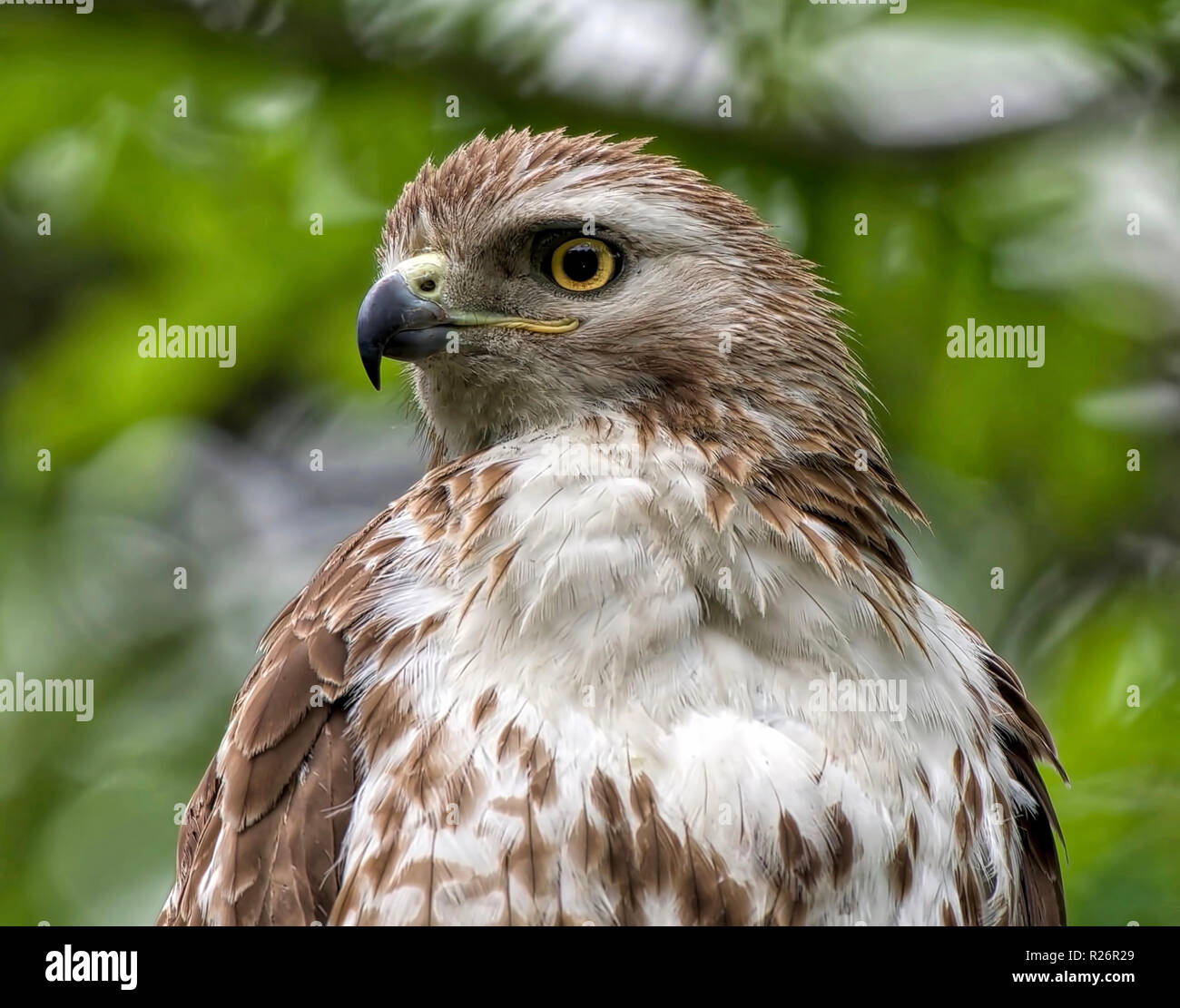 Red Tail Hawk Porträt Stockfoto