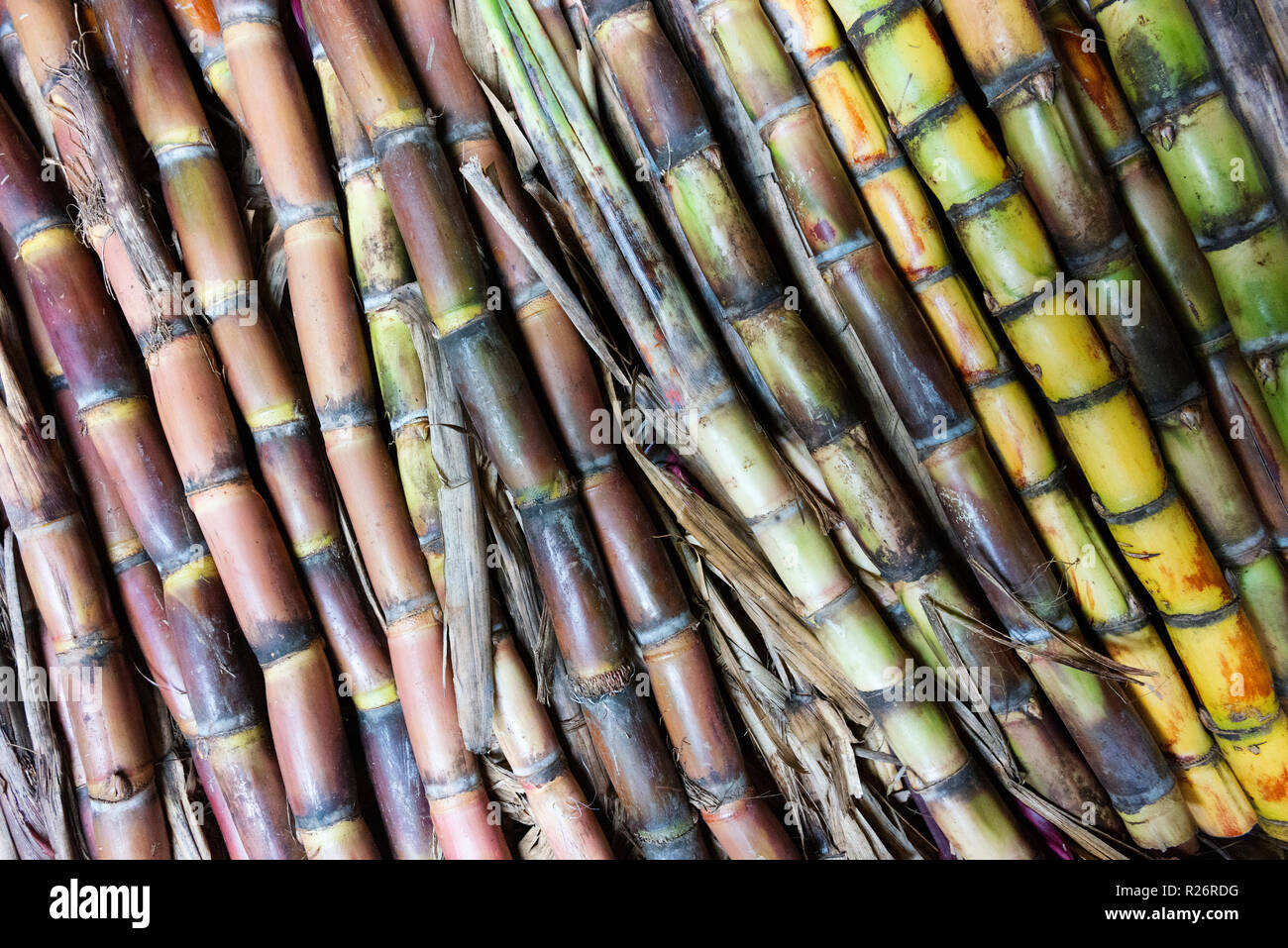 Landwirtschaftliche Praktiken und produzieren, sind auch auf der Goroka Festival, ein Tribal Gathering. Dies ist Zuckerrohr. Stockfoto