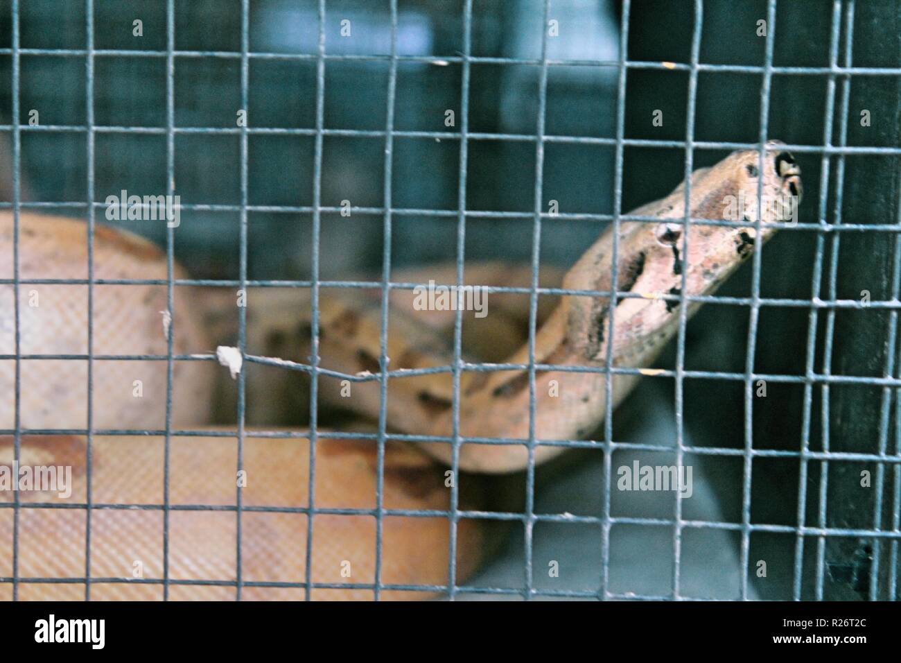 Eine Boa constrictor zu züchten Center gesehen. Verschiedene Arten von Tieren Betreut am Bang Pra Wasser vogel Zucht Zentrum in der Provinz Chonburi Thailand, diese Tiere befinden, die sich aus der illegalen Händlern an den Flughäfen konfisziert werden, dem Zentrum ist die Heimat von 68 Prozent der illegalen Tierwelt. Stockfoto