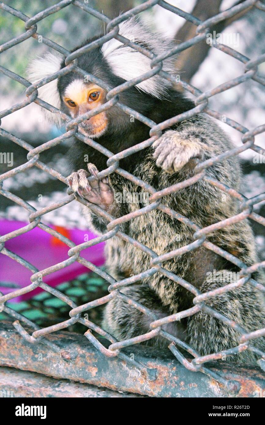 Eine gemeinsame marmoset an der Zucht Mitte gesehen. Verschiedene Arten von Tieren Betreut am Bang Pra Wasser vogel Zucht Zentrum in der Provinz Chonburi Thailand, diese Tiere befinden, die sich aus der illegalen Händlern an den Flughäfen konfisziert werden, dem Zentrum ist die Heimat von 68 Prozent der illegalen Tierwelt. Stockfoto