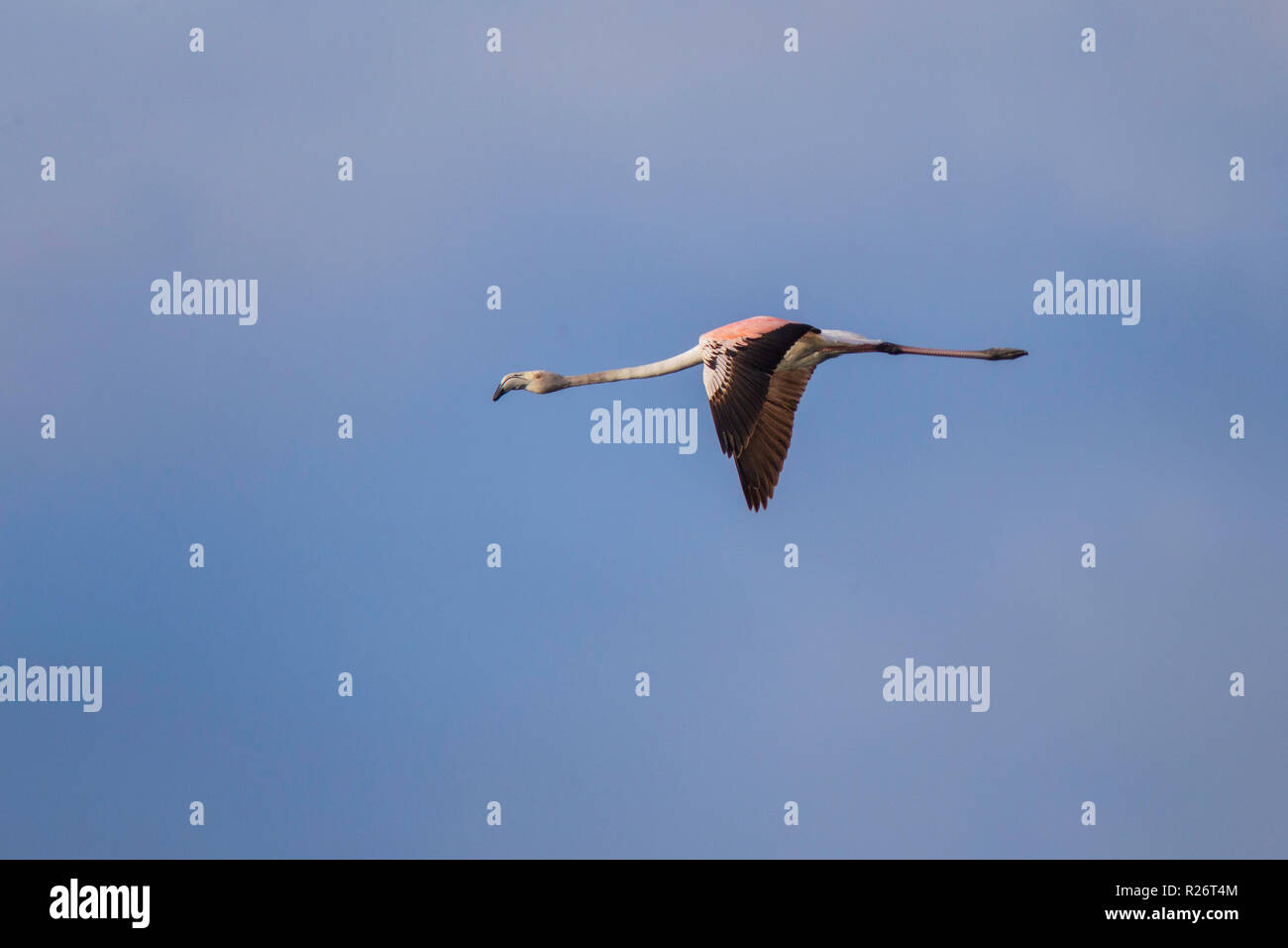 Mehr Flamingo Phoenicopterus roseus Strandfontein Feuchtgebiete, Kapstadt, Südafrika, 4. September 2018 Unreife im Flug. Phoenicopterida Stockfoto