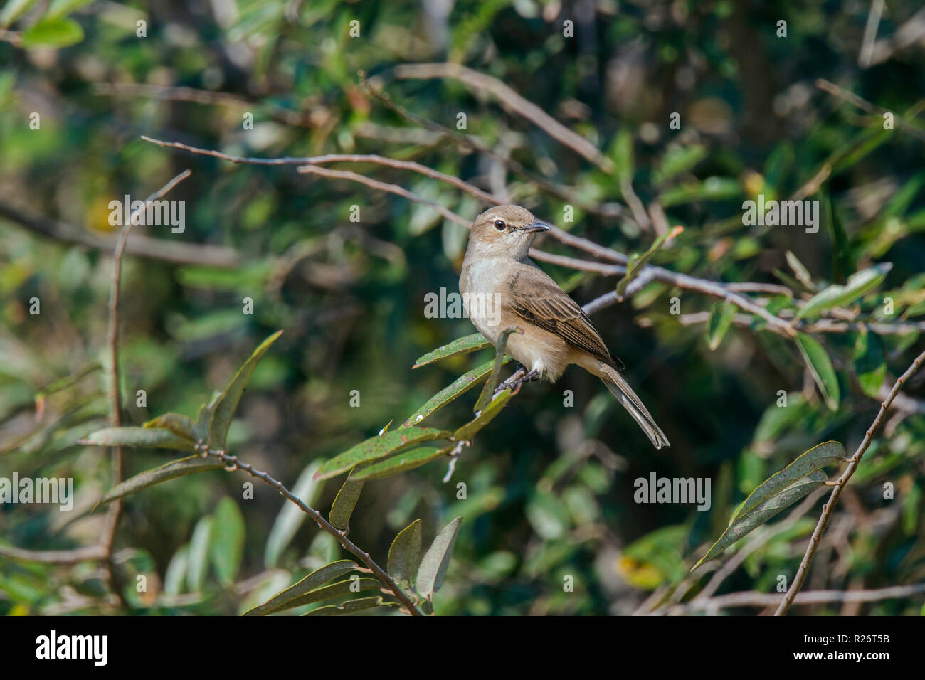 Blass Schopftyrann Agricola pallidus Mkuze Game Reserve, Kwzulu-Natal, Südafrika, 25. August 2018 Nach Muscicapidae Stockfoto