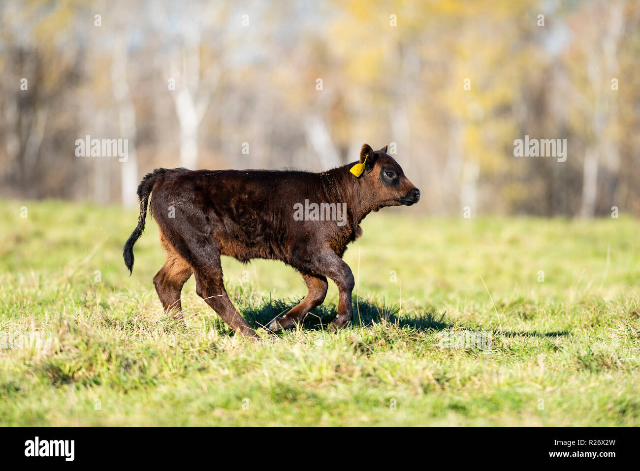 Black Angus Kälber auf der Weide auf einen Minnesota Ranch Stockfoto