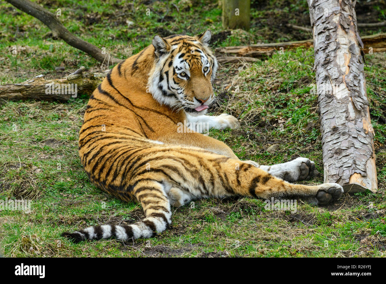 Amur Tiger (Panthera tigris altaica) ursprünglich als sibirische Tiger, Highland Wildlife Park Kincraig, Kingussie, Schottland, UK bekannt Stockfoto