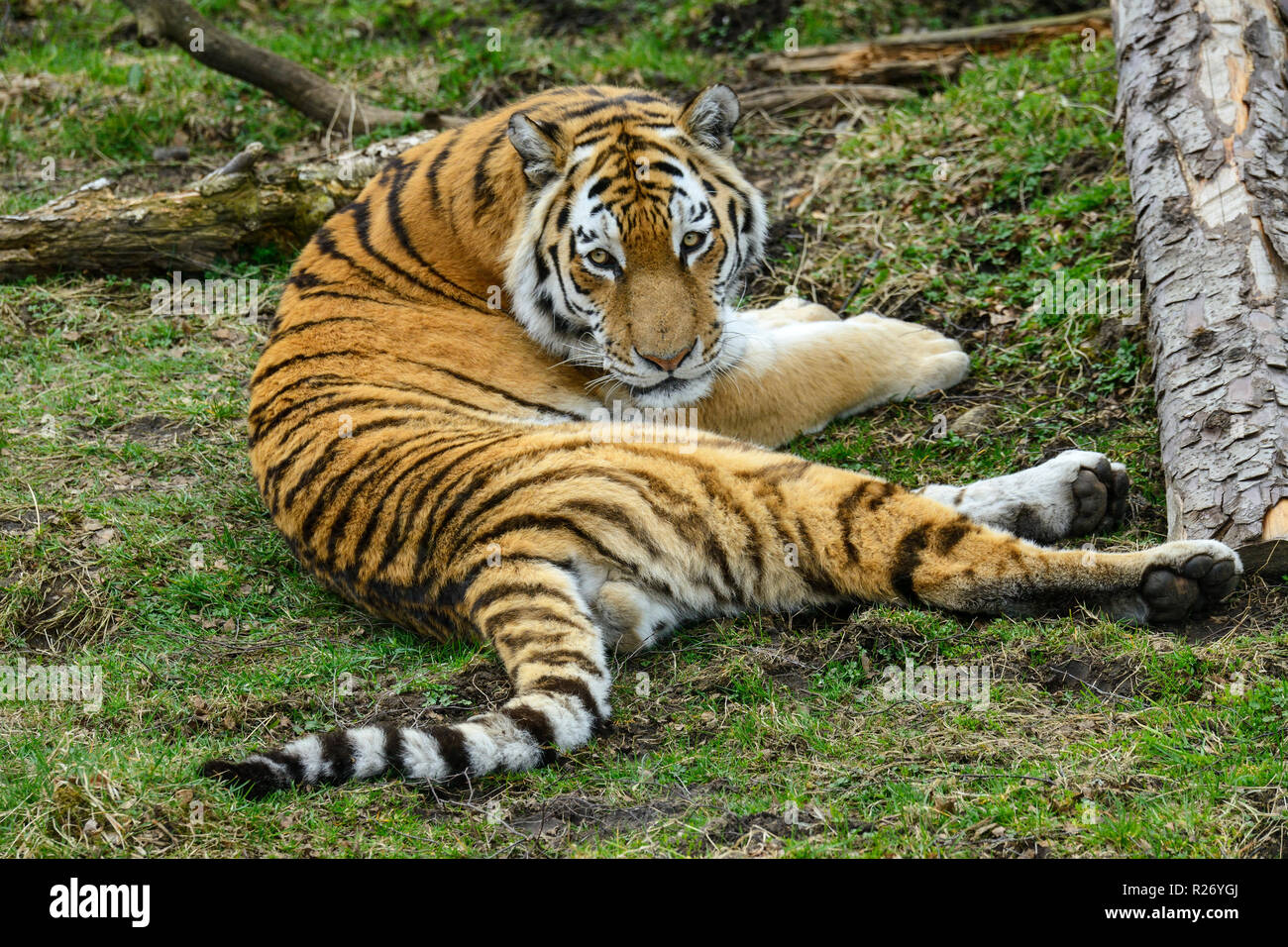 Amur Tiger (Panthera tigris altaica) ursprünglich als sibirische Tiger, Highland Wildlife Park Kincraig, Kingussie, Schottland, UK bekannt Stockfoto