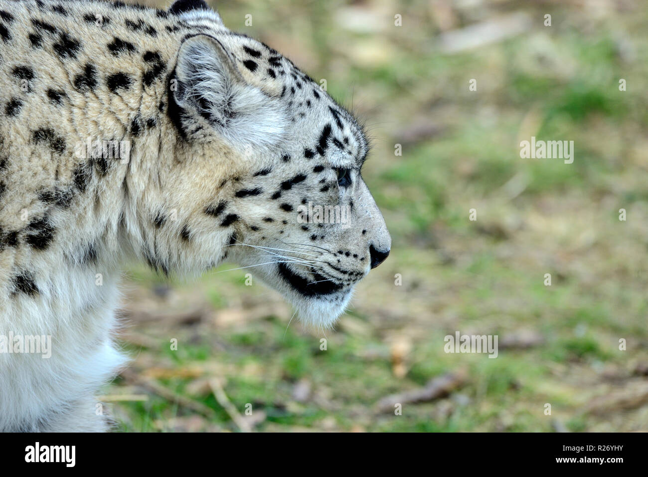 Snow Leopard (Panthera uncia) bei Highland Wildlife Park Kincraig, Kingussie, Schottland, UK Stockfoto