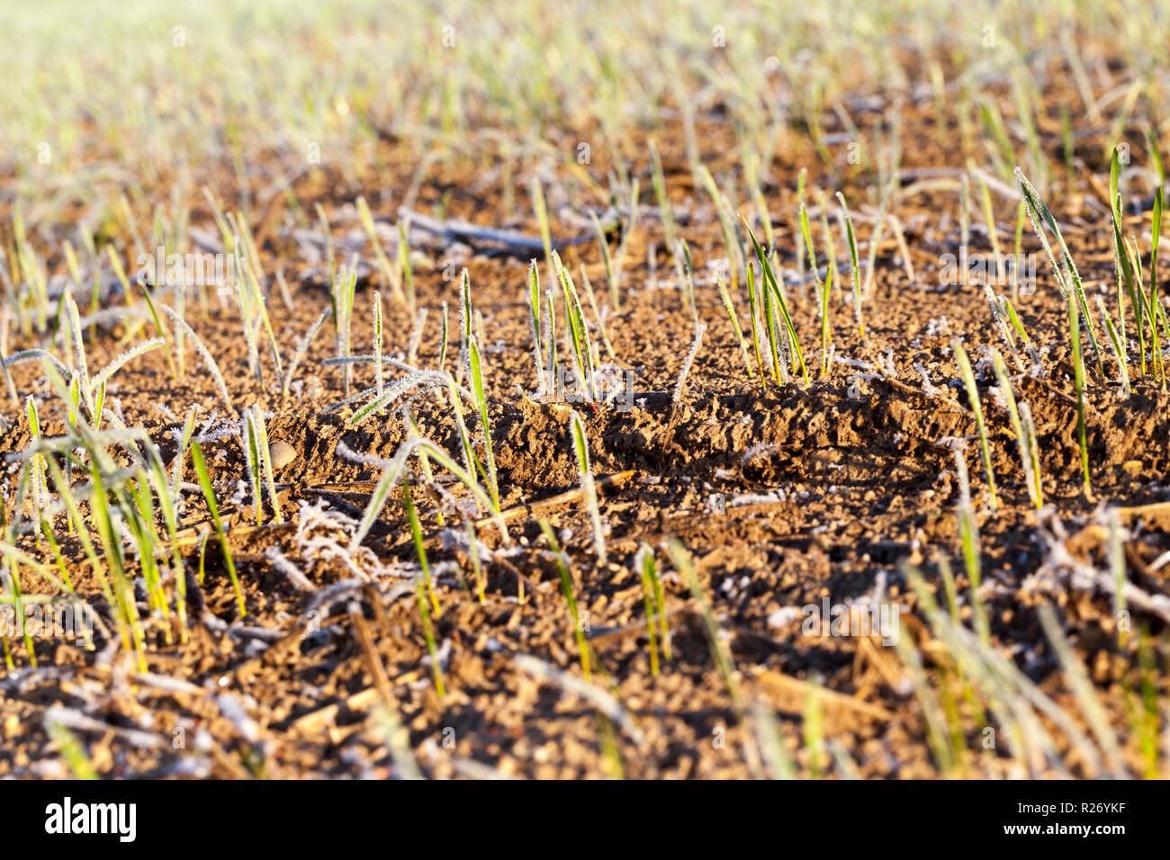 Landwirtschaft Feld während der ersten Frost, grüne Triebe von Weizen mit Morgen Frost und fotografiert, Nahaufnahme, Herbst, kleine Tiefe der fi Stockfoto