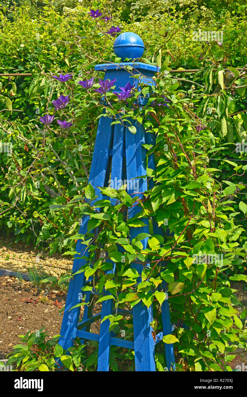 Zier- und zierpflanze Klettergerüst in Blau mit Clematis Stockfoto