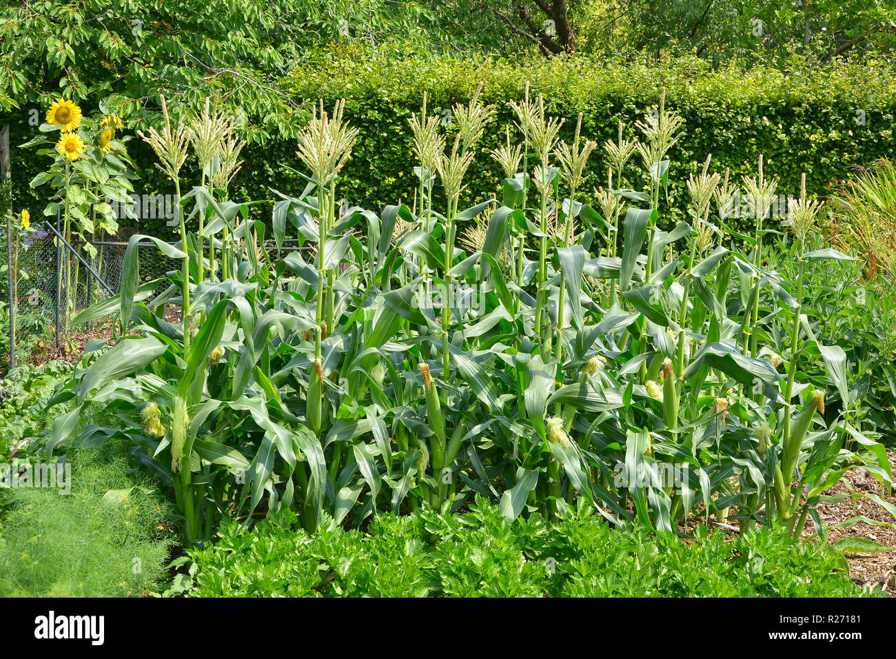 Mais oder Mais wachsen in einem Gemüsegarten Stockfoto