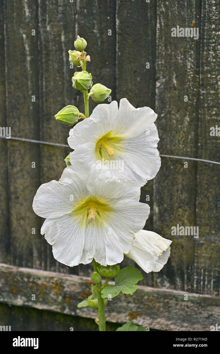 Nahaufnahme einer Blüte Alcea rosea oder Malve in einem Cottage Garden Stockfoto