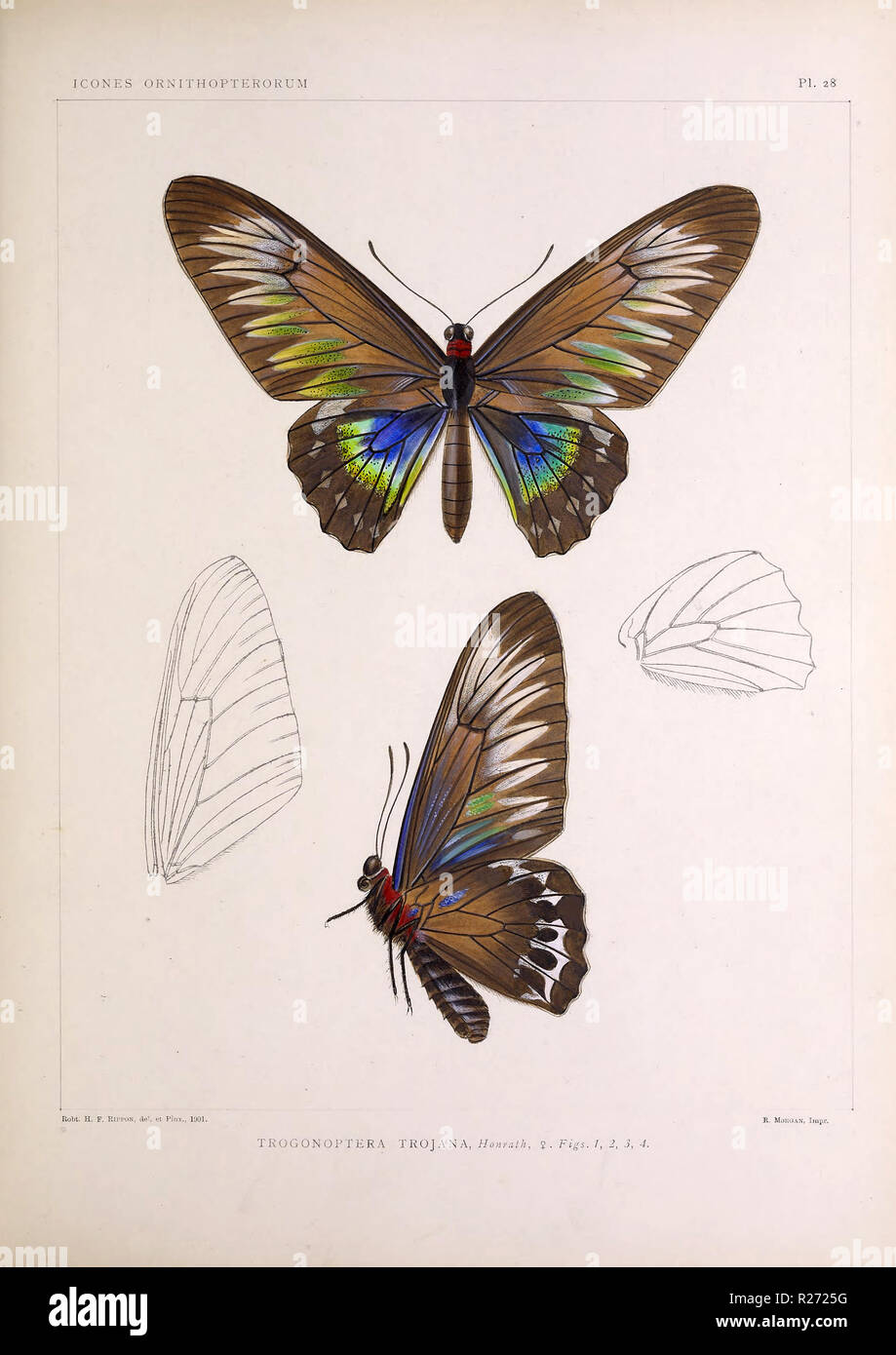 Schöne vintage handgezeichnete Illustrationen von exotischen Schmetterlings vom Alten Buch. Kann als Poster oder dekoratives Element für den Innenausbau verwendet werden. Stockfoto