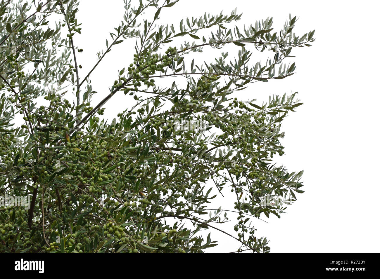 Olivenbaum Zweige mit reifen Oliven auf weißem Hintergrund. Stockfoto