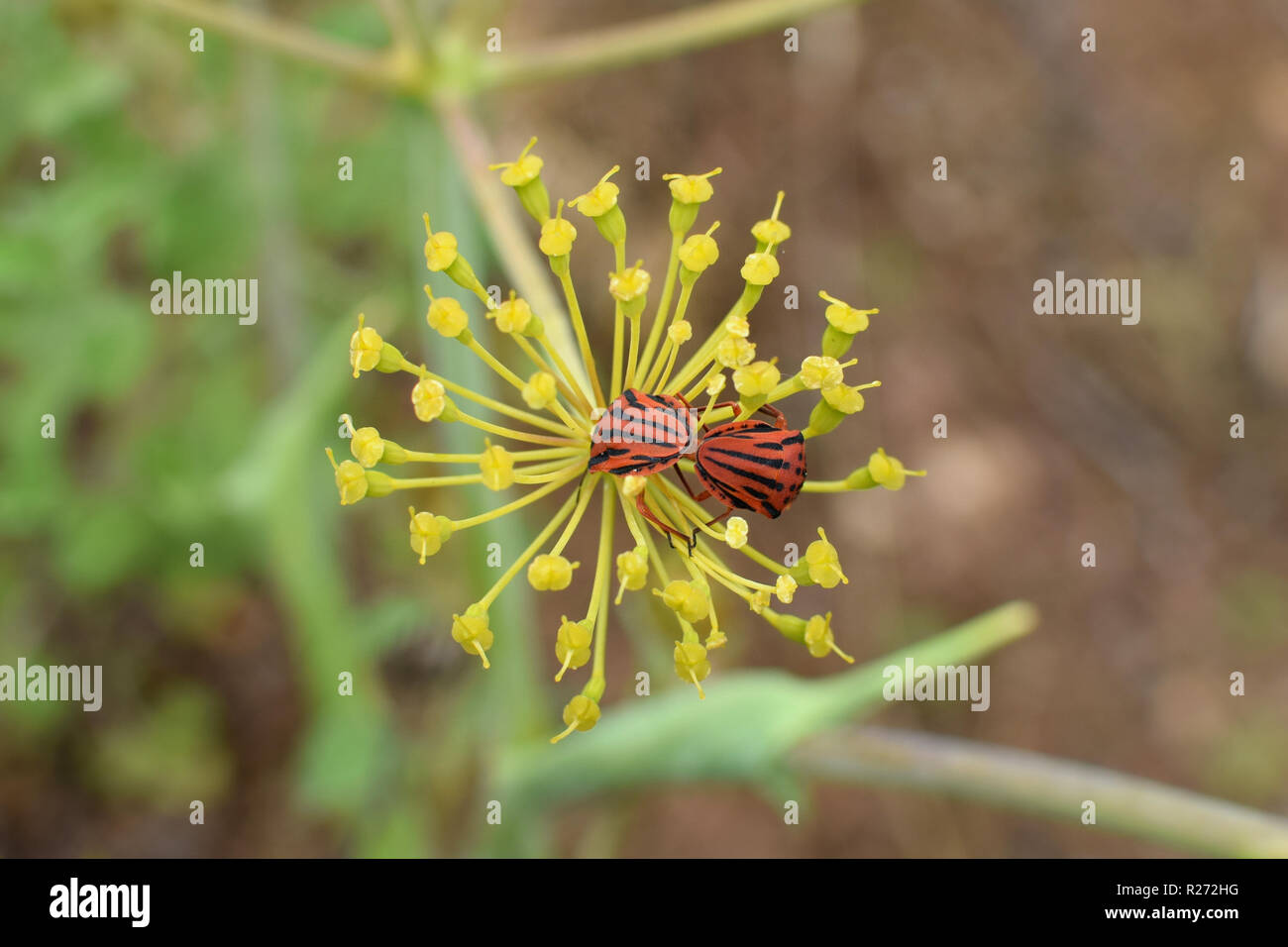 Spielmann Bugs mit roten und schwarzen Streifen Paaren auf Fenchel pflanze Blume. Graphosoma semipunctatum Insekten. Stockfoto