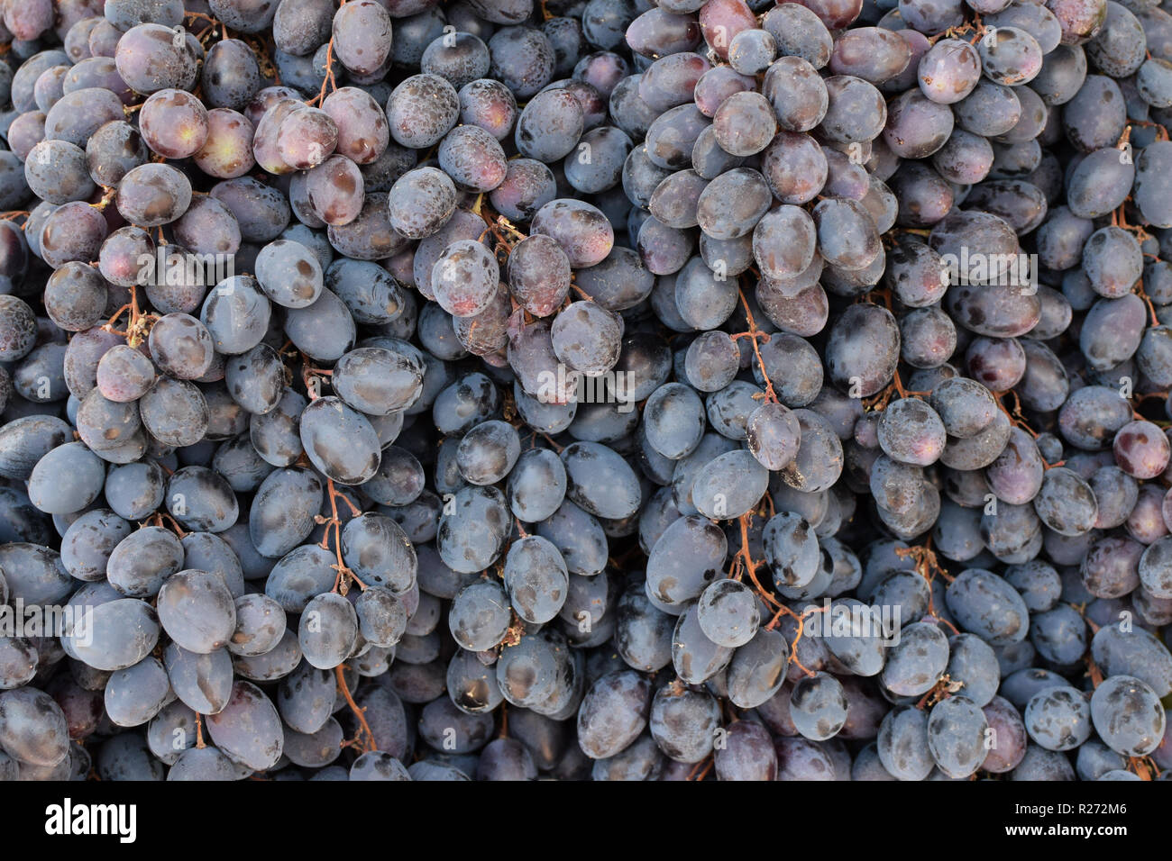 Lila Trauben Haufen von frischem Obst Hintergrund. Stockfoto