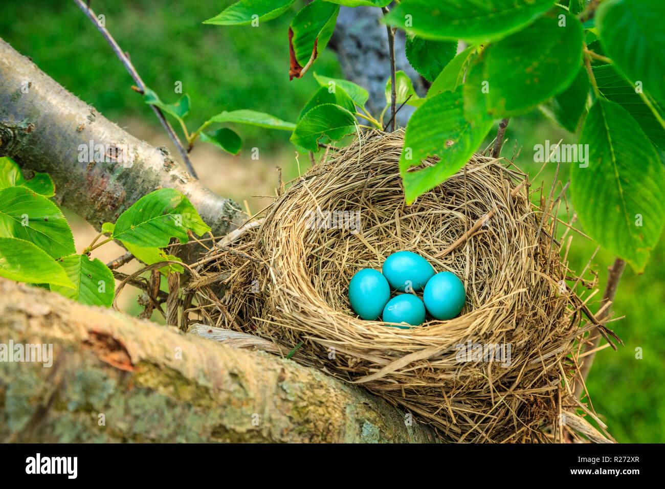 Blau robins Eier in einem Nest auf einem Baum in zentralen Kentucky Stockfoto
