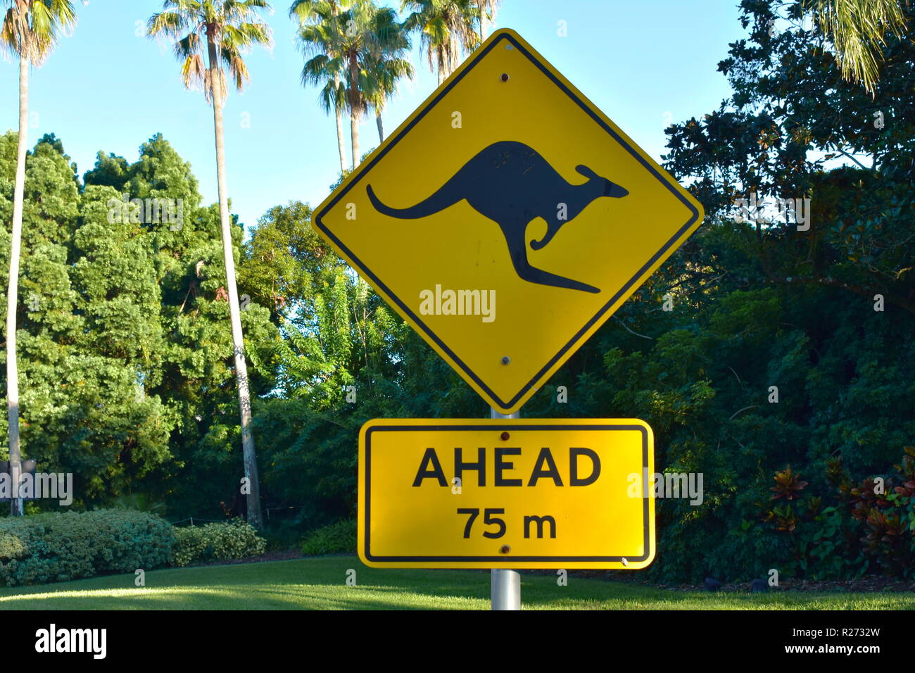 Tampa, Florida. Oktober 25, 2018 Kangaroo gelbes Schild auf grünem Wald und Palmen Hintergrund in Tampa Bay Area. Stockfoto