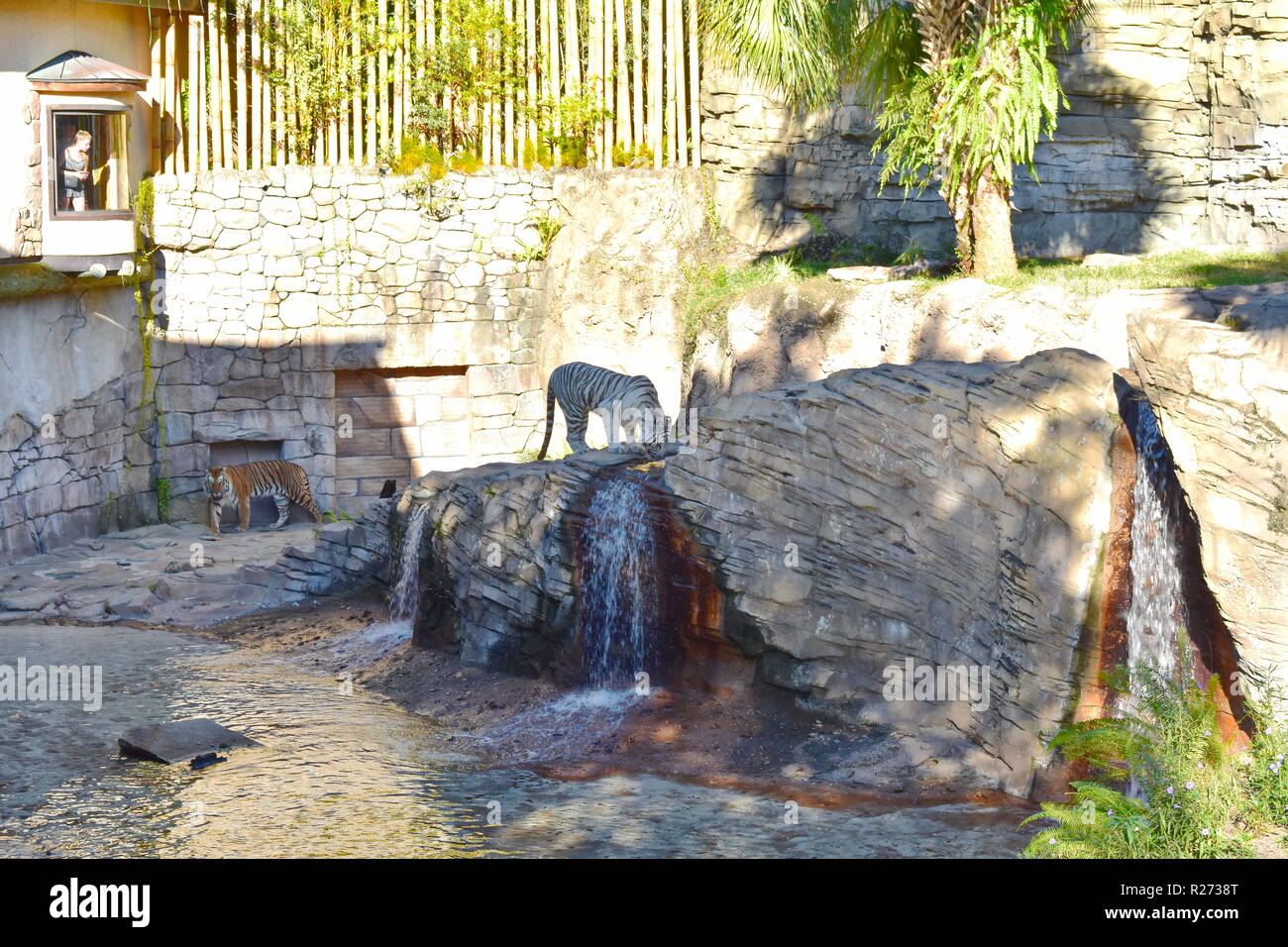 Tampa, Florida. Oktober 25, 2018. Bengal Tiger und weißer Tiger Trinkwasser, und Frau sieht durch das Fenster in Tampa Bay sind Stockfoto