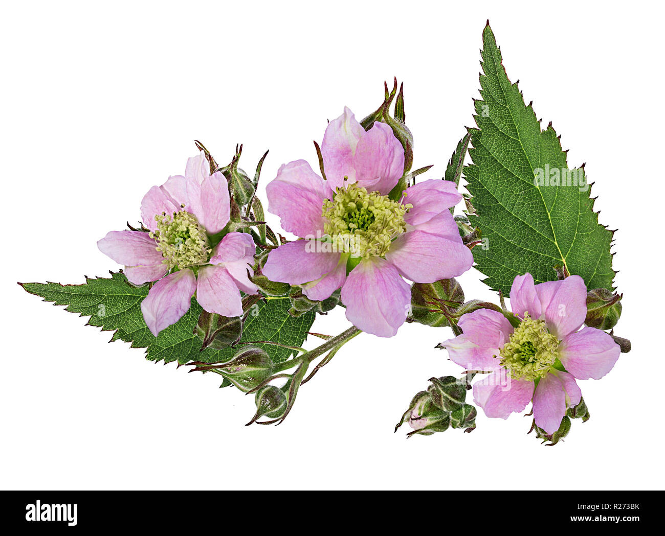 Black Flower auf weißem Hintergrund Freistellungspfad isoliert Stockfoto