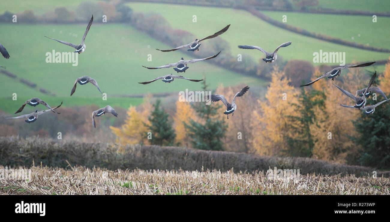 Branta canadensis, Kanada gans Stockfoto