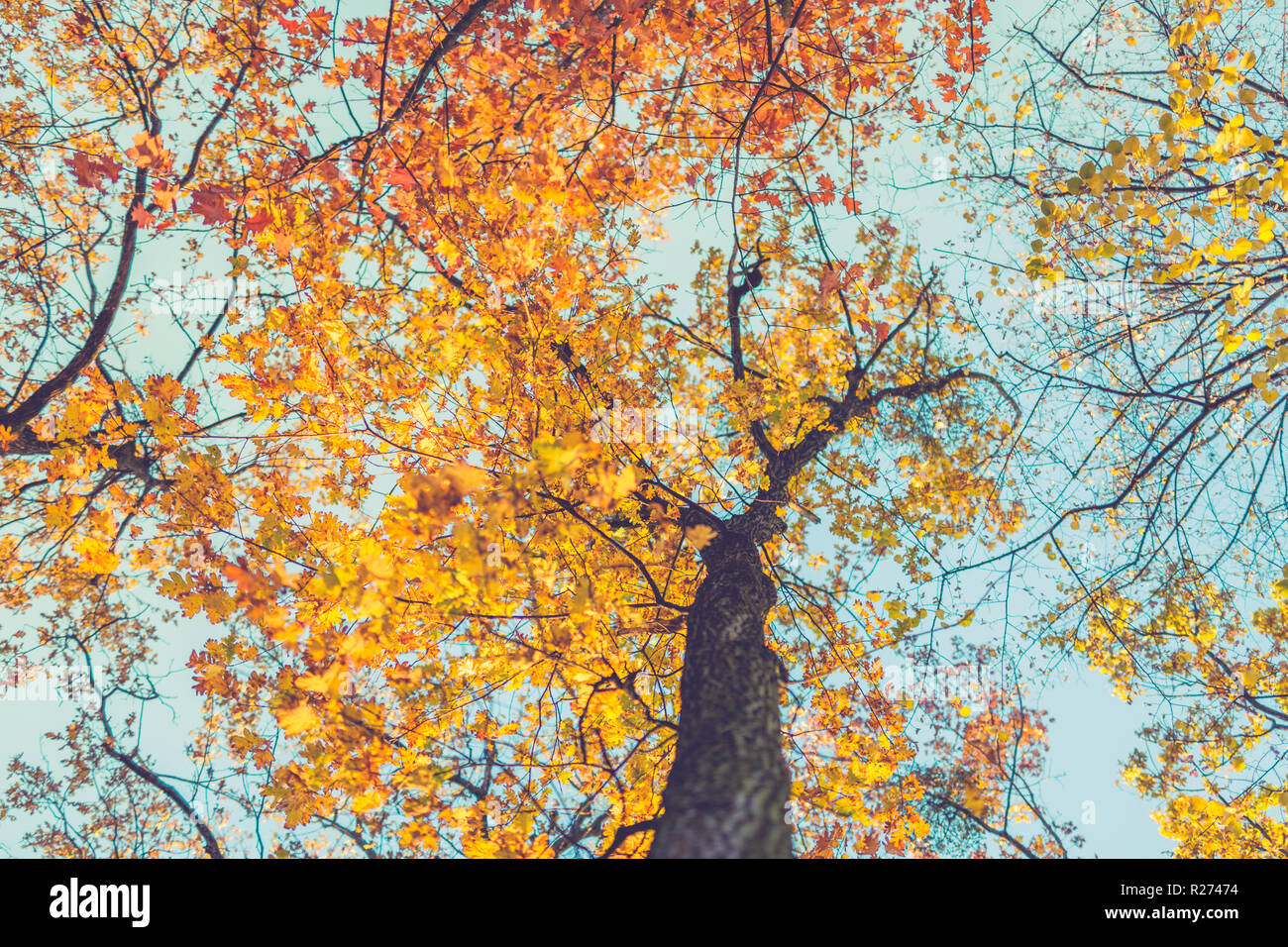 Herbst Landschaft mit schönen Sonnenstrahlen, Balken, ruhigen saisonalen Charakter. Herbst Blätter Himmel Hintergrund. Stockfoto