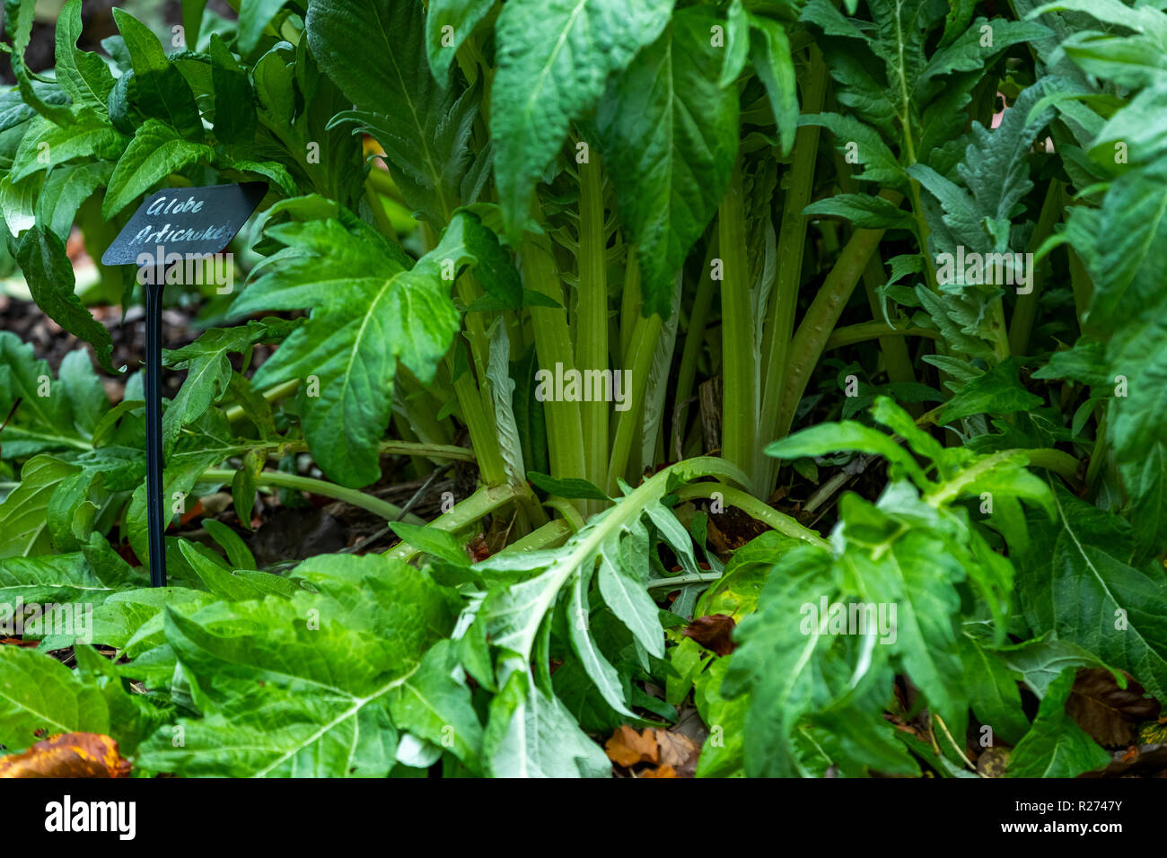 Herbst an der Rokokogarten, Gloucestershire, UK. In den Cotswolds dieser Garten ist als Veranstaltungsort für Hochzeiten genutzt und ist berühmt für seine Schneeglöckchen Stockfoto