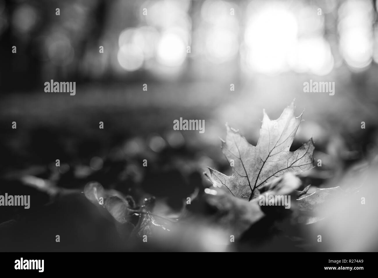 Abstrakt Herbst Ahorn Blätter natürlichen Hintergrund. Nahaufnahme Natur in schwarz und weiß, künstlerisch Stockfoto