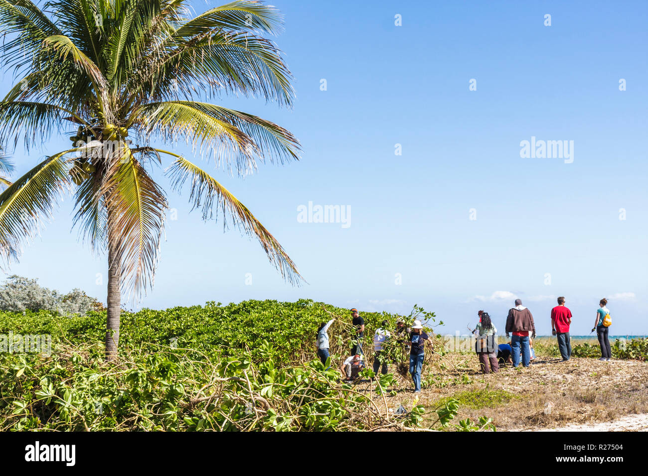 Miami Beach Florida, Surfrider Foundation, exotische, invasive Arten, Atlantischer Ozean, Wasser, öffentlicher Strand, Pflanzenentfernung, Küste, Sanddüne, Freiwilliger Freiwilliger Stockfoto