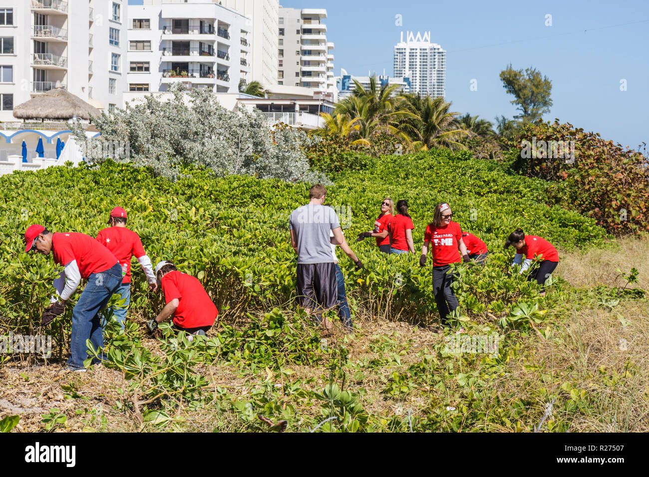 Miami Beach Florida, Surfrider Foundation, exotische, invasive Arten, Atlantik Wasser öffentlichen Strand Strände, Pflanzenentfernung, Küste, Sanddüne, Freiwillige V Stockfoto