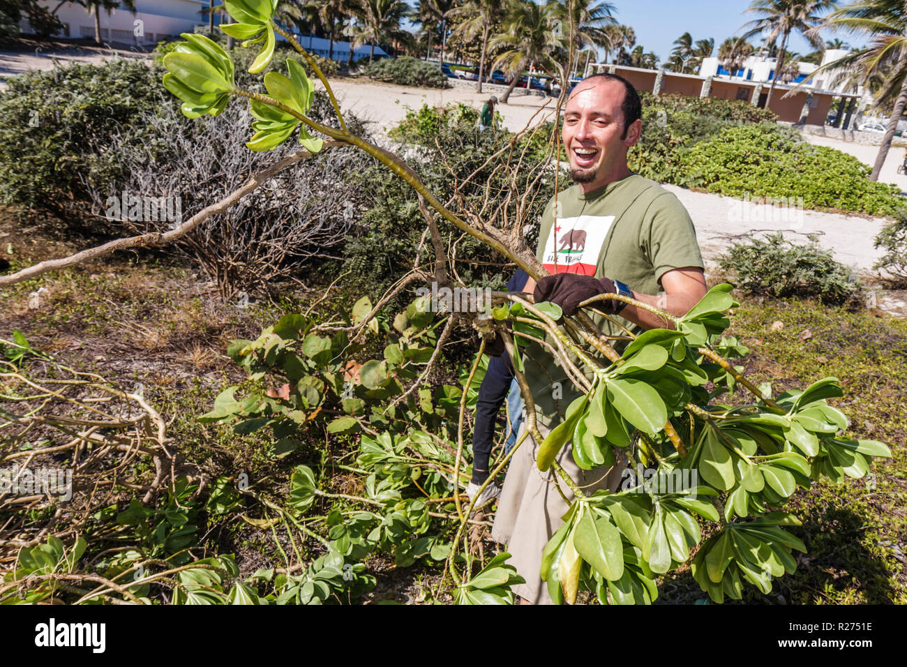 Miami Beach Florida, Surfrider Foundation, exotische, invasive Arten, Atlantischer Ozean, Wasser, öffentlicher Strand, Pflanzenentfernung, Küste, Sanddüne, Freiwilliger Freiwilliger Stockfoto
